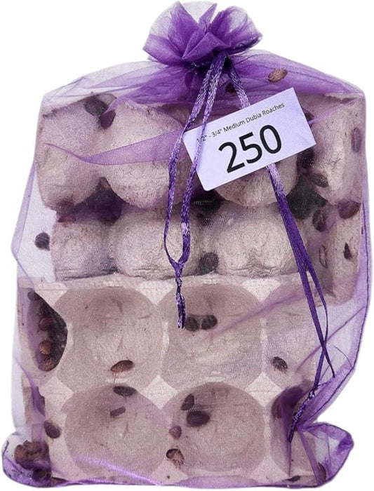 Josh's Frogs 1/4" - 3/8" Small Dubia Roaches (250 Count)