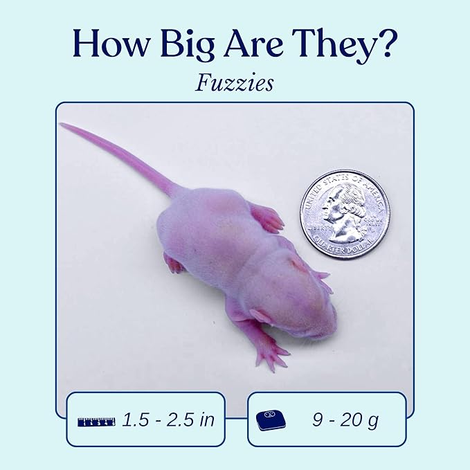 MiceDirect 75 Frozen Rat Fuzzies Feeders Snake Food for Adult Corn Snakes Ball Pythons (2-2.5 in)(675 Grams Min)