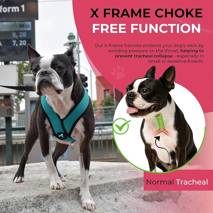 Gooby Comfort X Head in Harness - Turquoise, Large - No Pull Small Dog Harness, Patented Choke-Free X Frame - On The Go Dog Harness for Medium Dogs No Pull or Small Dogs for Indoor and Outdoor Use