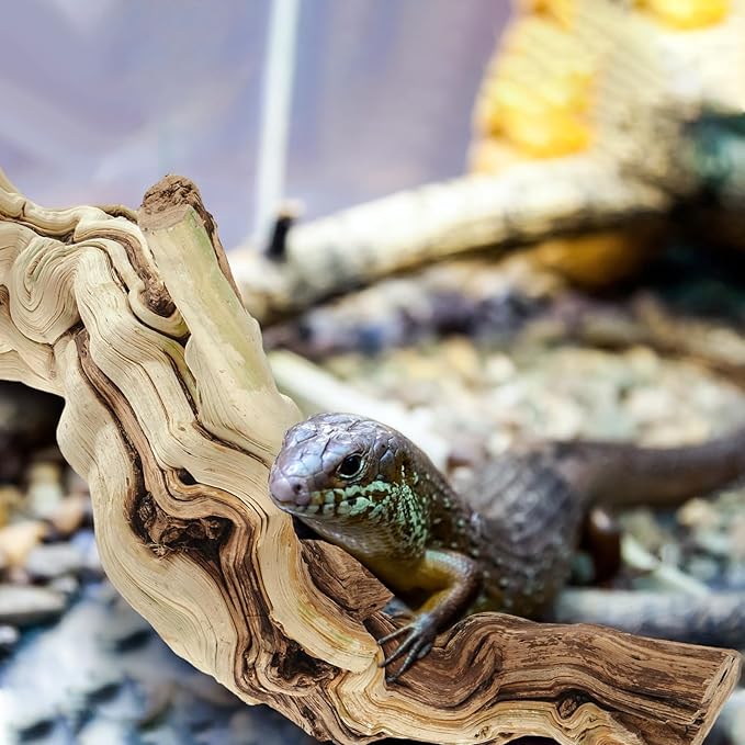 Janinka 22-24" Length Large Wood Reptile Branch for Bearded Dragon Driftwood Reptile Climbing Habitat Decoration for Terrarium Tree Trunk Ornament Gecko Frog Chameleon Spider