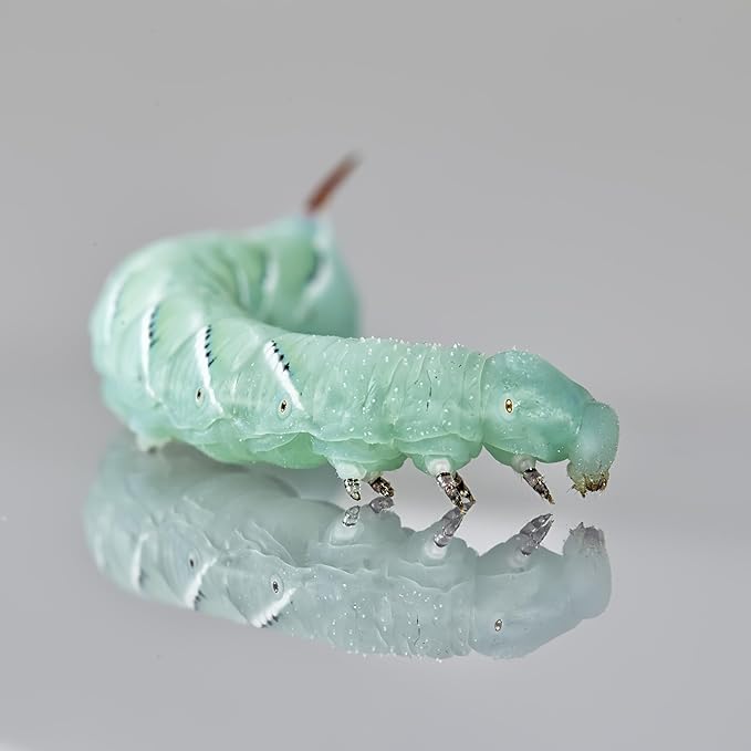 Oregon Silkworms Premium Hornworm Habitat - 75+ Count | Nutrient-Rich Feed for Bearded Dragons, Geckos & Other Reptiles
