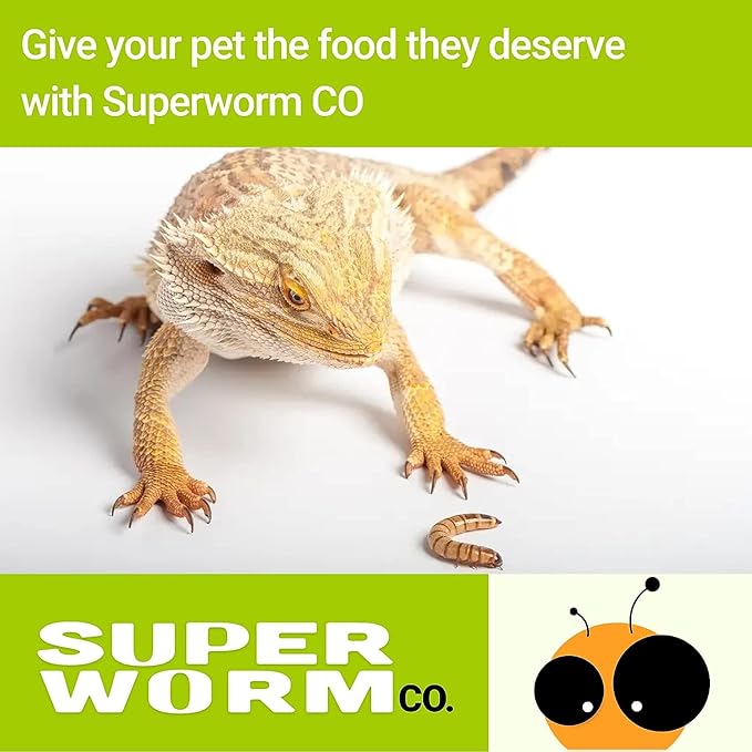 Live Superworms - 200ct - Large