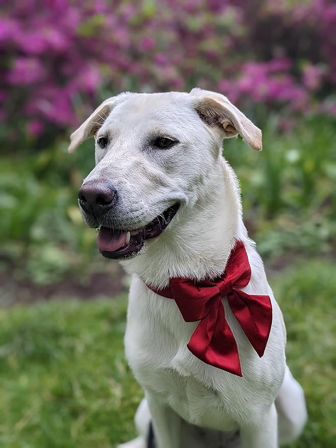 Lionet Paws Bowtie Dog Collar - Comfortable Silk Dog Collar with Detachable Bow Tie for XLarge Dogs, Neck 16-26 Inches