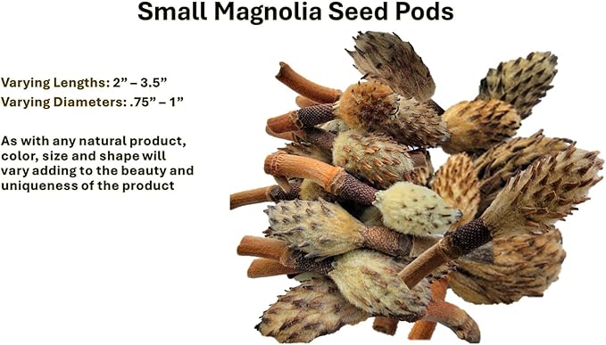Small Magnolia Seed Pods, 24 Pack for Bioactive Enclosures, Terrariums, Aquariums, Reptiles, Amphibians, Isopods