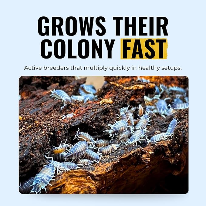 Creation Cultivated 12+ Oreo Crumbles Isopods Live - Live Bugs for Bioactive Terrarium, Vivarium Clean-up Crews, and Reptile Food - Easy-Care Isopods for Terrarium