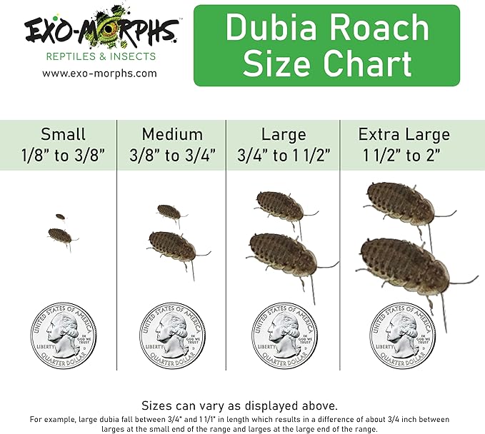 200 ct Small Dubia Roaches | 1/8-1/4 Inch | Live Arrival Guaranteed | Shipped in Mesh Bag