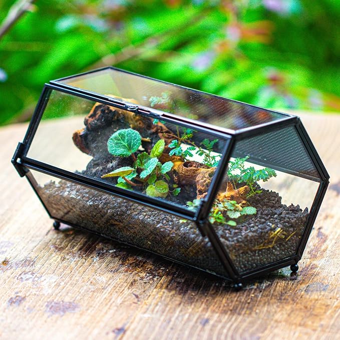 NCYP Small Glass Enclosure Terrarium with Mesh & Door for Tiny Beetle - Hexagon Jumping Spiders Vented Glass Terrarium 7.87'' x 4.52'' x 3.93'', Black (Plants Not Include)