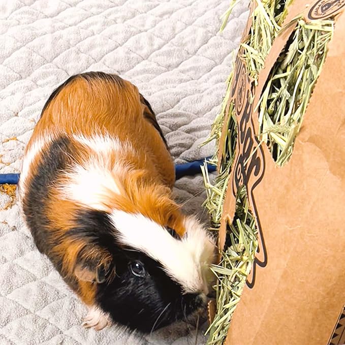 GuineaDad Guinea Pig Orchard Hay Bar – 5 Pack of Guinea Pig Hay – Premium Hay for Guinea Pigs, Rabbits, and Chinchillas – Filtered, Fresh, and Easy to Feed