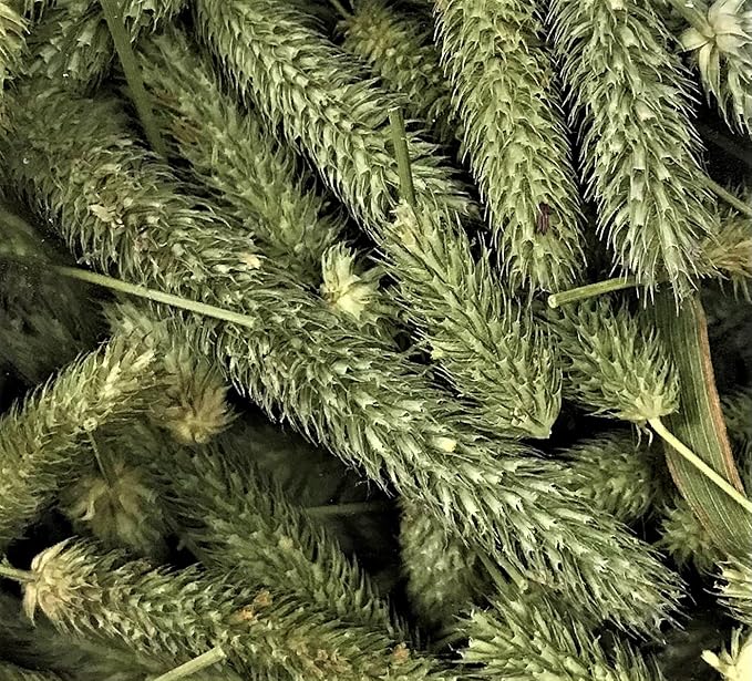 Timothy Seed Heads Small Pet Treat by Round Lake Farm
