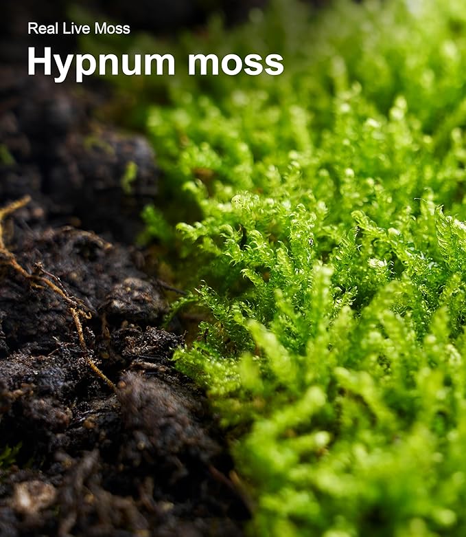 Live Moss Duo Pack 2 Types of Real Live Sheet/Sphagnum Moss for Terrariums, Terrarium Mosses Landscaping, Reptile Tank Accessories, Snake & Gecko Humidity Substrate Mosses for Crafts & Plant Décor