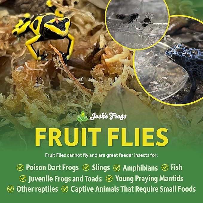 Josh's Frogs Wingless Drosophila Melanogaster Fruit Fly Cultures (Fresh)