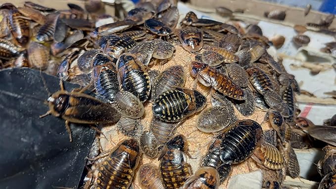 BadAssBugs™ 2LB Dubia Roach Chow Wild Berry