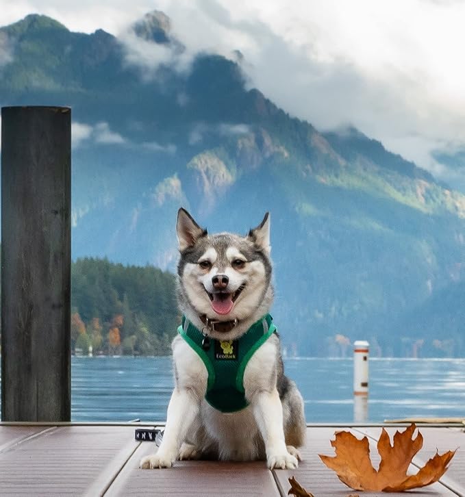 EcoBark Step in Dog Harness - Eco-Friendly Dog Harnesses for for Small & Medium Breed Dogs - Reflective and Adjustable Chest Body Halter Vest -Soft Luxurious Mesh (Forest Green, XL)