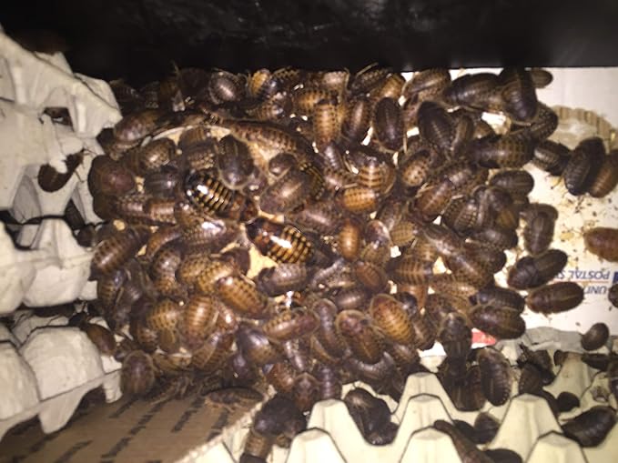 Large Live Dubia Roaches 50 ct (1" or 2") | Reptile Food Live Arrival | Includes Insect Food