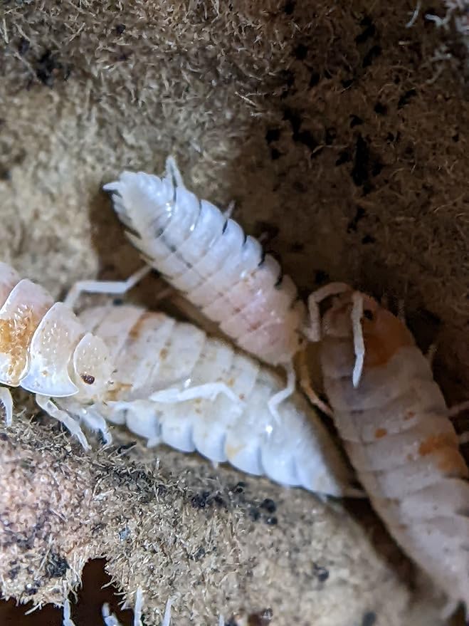 Ordinary Feed Co. Live Orange Dalmatian (Porcellio Scaber) Isopod - Cleanup Crew, Reptile & Amphibian Food (10 Count)