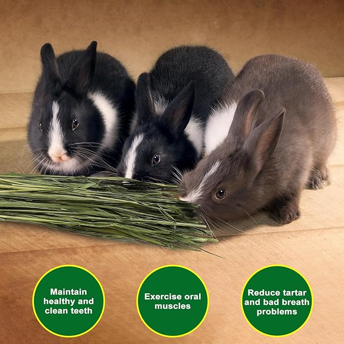 Premium Oat Hay for Pets - Dust Free Natural Green Fresh Pet Food Hay for Rabbits, Guinea Pigs, Chinchillas, Hamsters & Gerbils - 2.2lbs (2 packs of 1.1lbs）