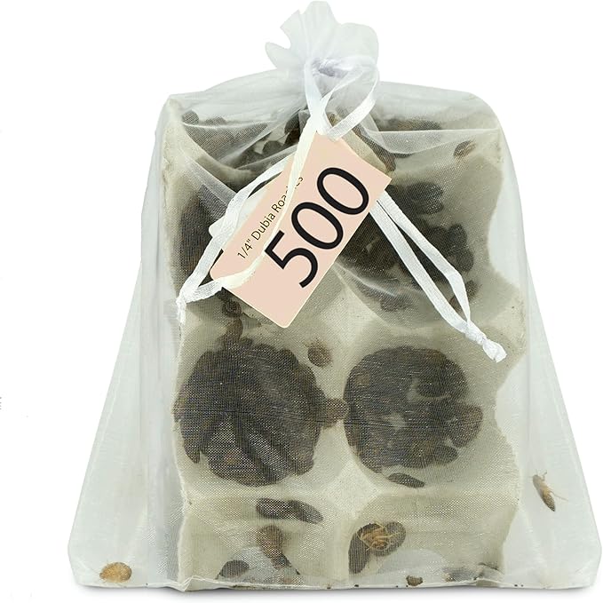 Josh's Frogs 1/4" - 3/8" Small Dubia Roaches (500 Count)