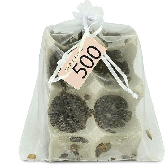 Josh's Frogs 1/4" - 3/8" Small Dubia Roaches (500 Count)