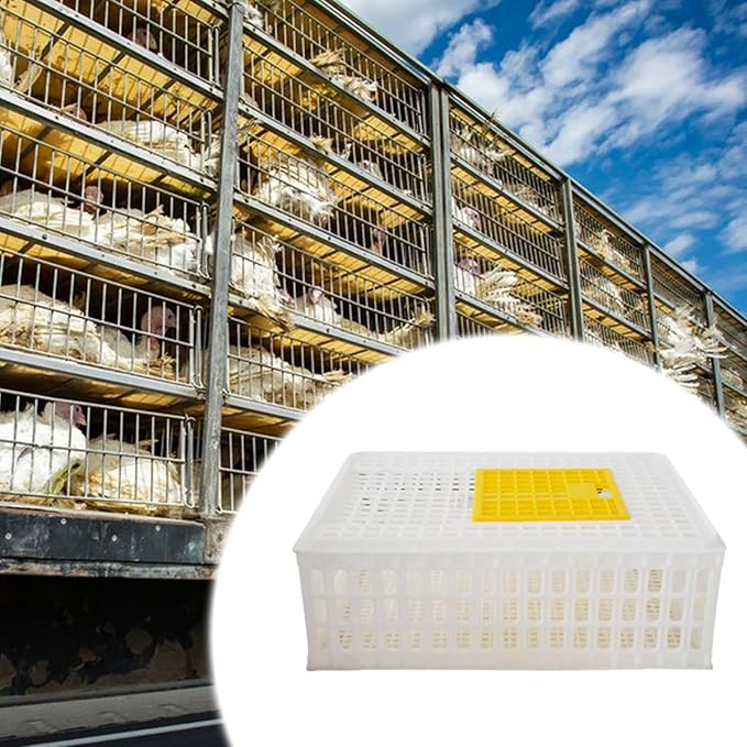 Poultry Crate for Transporting Birds, and Hamsters, White