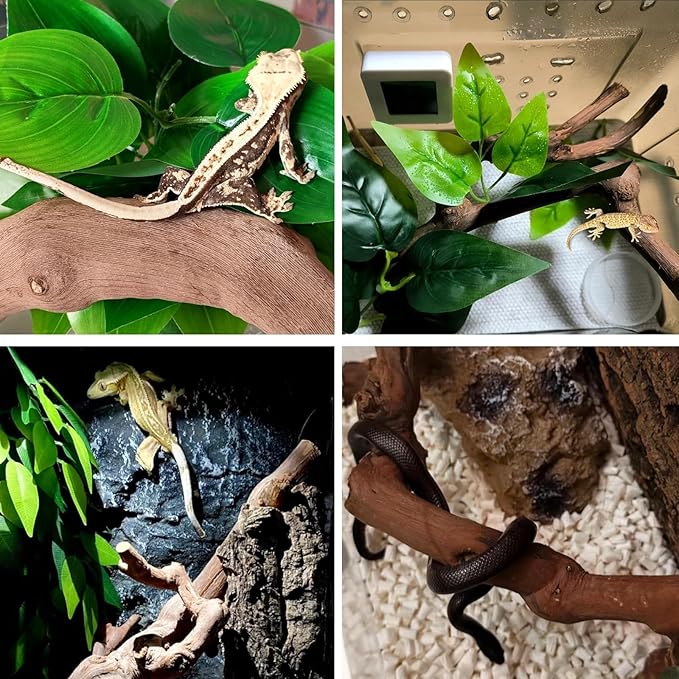 BNOSDM 2PCS Reptile Wood Branches Decor,Lizard Habitat Natural Wood Decoration,Snake Climbing Branch Accessories,Terrarium Tree Trunk Ornament for Bearded Dragon Gecko Frog Chameleon Spider