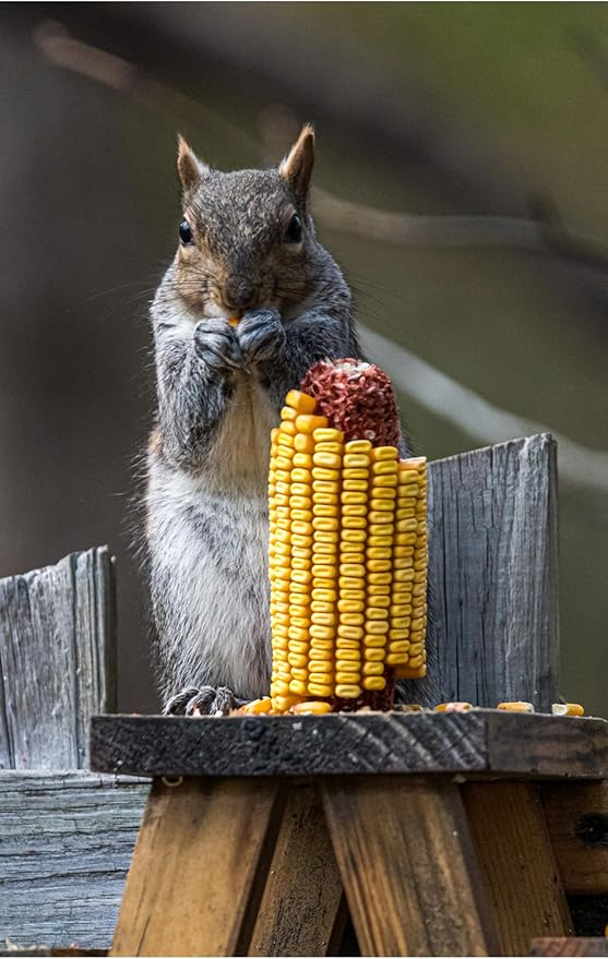 Wildlife Treats,Ear Corn Kernels, Hand Packed Boxes, Squirrel Food, 10 Pound (Pack of 1), Yellow