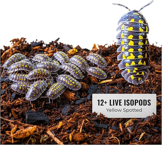 12+ Armadillidium Yellow Spotted Gestroi - Live Isopods for BioActive Terrariums, Vivarium Clean-up Crews, and Reptile Food