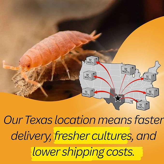Live 25ct Powder Orange Isopods (Porcellionides Pruinosus) Cleanup Crew & Reptile Food