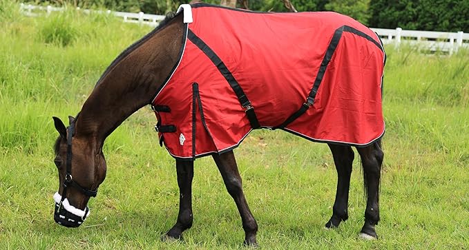 T TEKE Deluxe Horse Canvas Sheet for Snug and Clean in Stable, or as a Blanket Liner. (Size Range 51"-87" Including mini Horse)