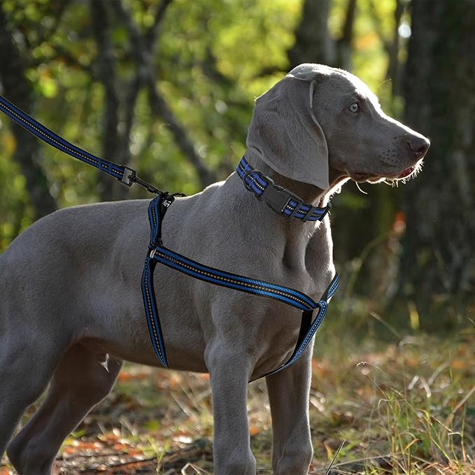 Mile High Life Night Reflective Double Adjustable Band Nylon Small Puppy Pet Dog Combo Collar Leash and Harness Set (Reflective Stripe Blue, Large (Pack of 3))