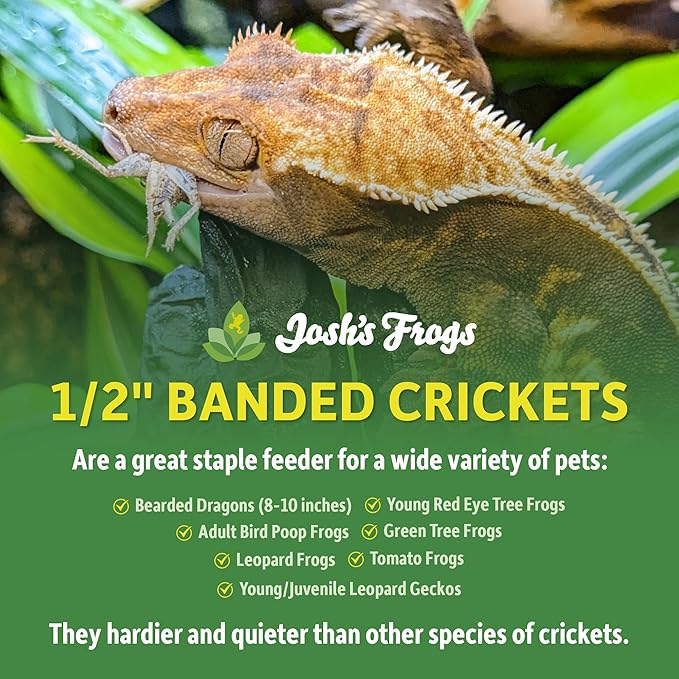 Josh's Frogs 1/2" Banded Crickets (72 Count)