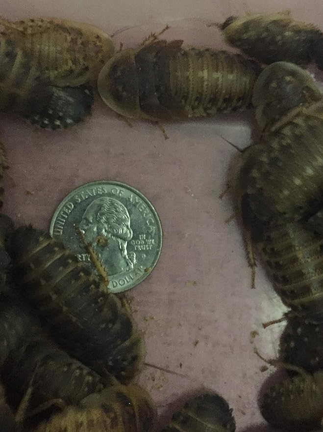 Large Live Dubia Roaches 50 ct (1" or 2") | Reptile Food Live Arrival | Includes Insect Food