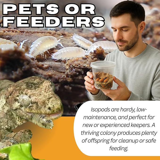 Bioactive Combo 50ct Dwarf White & 8oz Springtails Isopods Live Bioactive Clean Up Crew Bundle Reptile Amphibian Food Bundle
