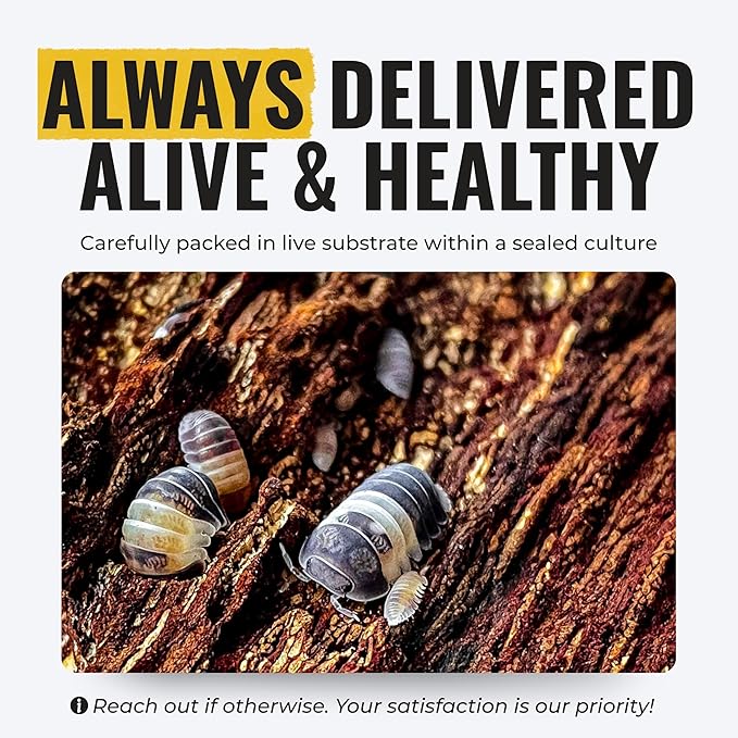 Creation Cultivated 12+ Cubaris Panda Isopods Live - Live Bugs for Bioactive Terrarium, Vivarium Clean-up Crews, and Reptile Food - Easy-Care Isopods for Terrarium