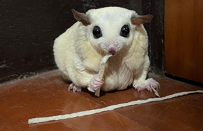 Fish Stick Combo (Crab + Original Flavor) - Sugar Glider, Squirrel, Hamster and Small Exotic Pet Treats/Food