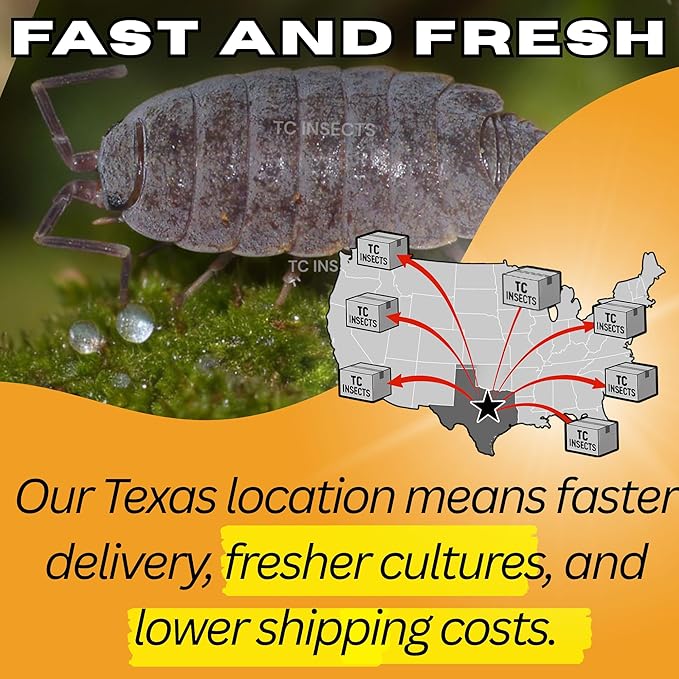 Live 10ct Powder Blue Isopods (Porcellionides Pruinosus) Cleanup Crew & Reptile Food