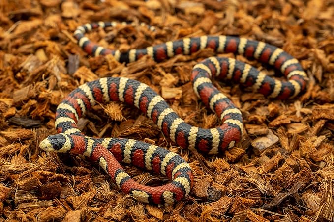 RediChip Reptile Bedding Loose Medium Coconut Chip 36 Quart Coco Husk Substrate Mulch for Snake Habitat, Ball Python Terrarium, Turtle Tanks, Tortoise Enclosure