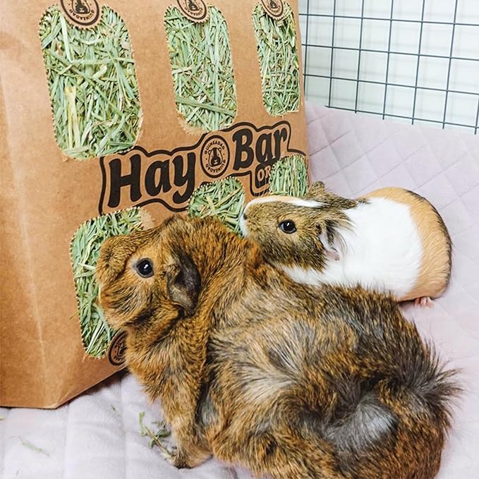 GuineaDad Guinea Pig Orchard Hay Bar – 5 Pack of Guinea Pig Hay – Premium Hay for Guinea Pigs, Rabbits, and Chinchillas – Filtered, Fresh, and Easy to Feed