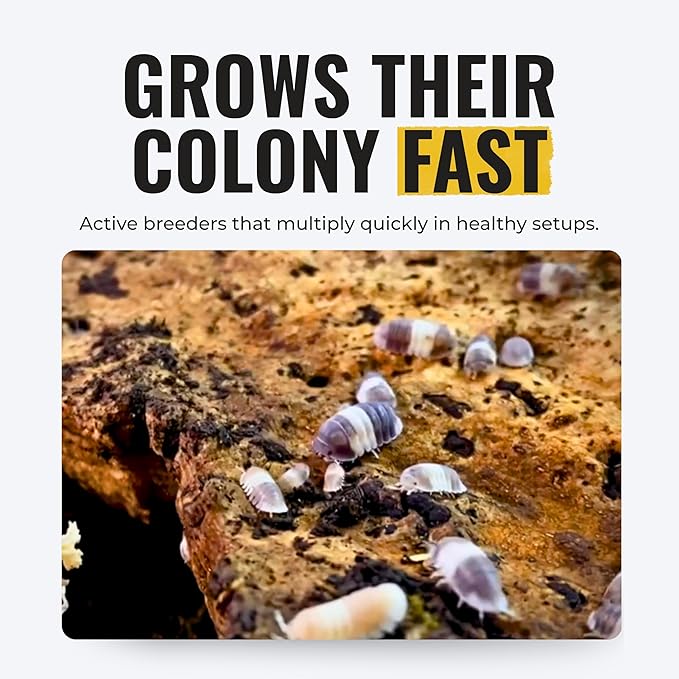 Creation Cultivated 12+ Cubaris Panda Isopods Live - Live Bugs for Bioactive Terrarium, Vivarium Clean-up Crews, and Reptile Food - Easy-Care Isopods for Terrarium