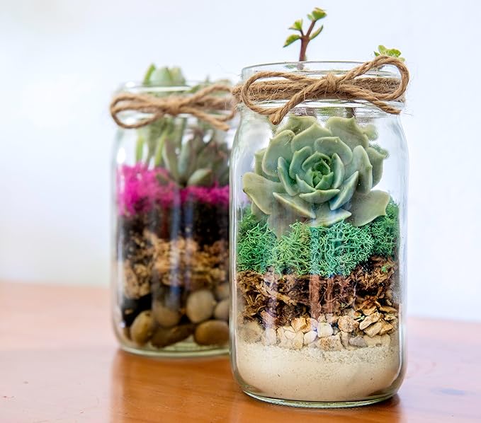 SuperMoss (90412) Terrarium Kit DIY Jar - Newport 32oz