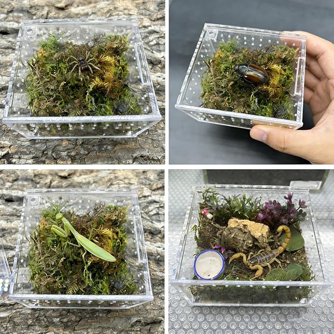 Reptile Breeding Box Small Acrylic Spider Terrarium Tarantula Enclosure Hermit Crab Tank with Terrarium Moss for Scorpion Insect Isopods Invertebrates