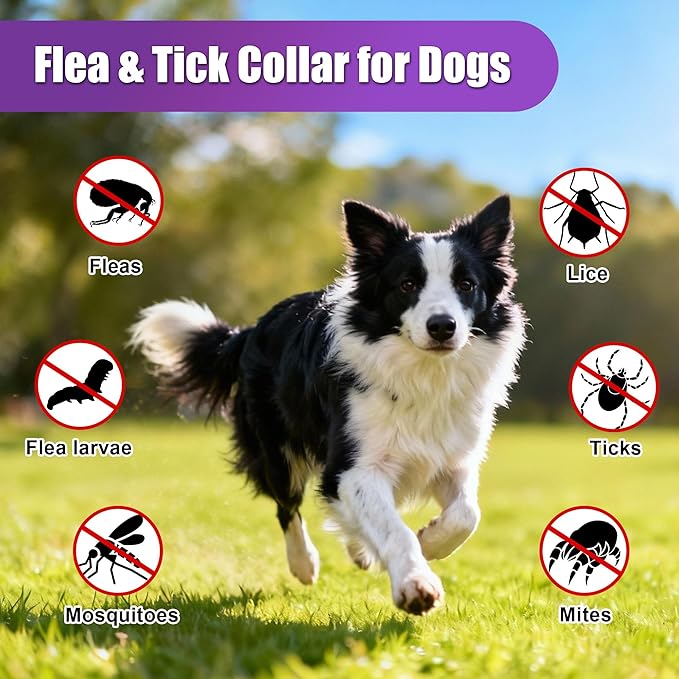4 Pack Flea Collar for Dogs, 25 inch Adjustable Flea & Tick Prevention Collars with Comb for Small Medium and Large Dog, Waterproof Flea Control Collar Safe for All Breeds, Purple