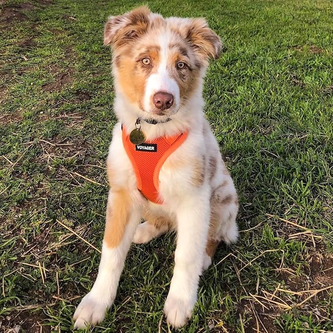 Best Pet Supplies Voyager Step-in Air All Weather Mesh Harness and Reflective Dog 5ft Leash Combo with Neoprene Handle, for Small, Medium and Large Breed Puppies - Set (Orange), Medium