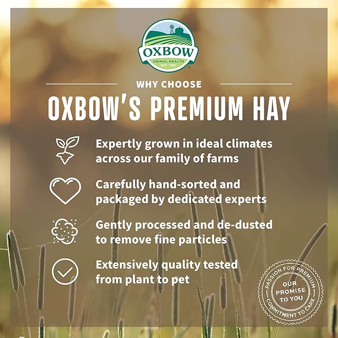 Oxbow Orchard Grass Hay for Small Pets – All-Natural Long Strand Fiber Hay for Rabbits,Guinea Pigs,Chinchillas,and Hamsters – Supports Digestive Health and Enrichment-– 40 oz Bag,(Pack of 2)
