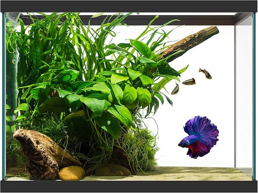 SubstrateSource 20 Gallon Glass Aquarium - 24 x 12.5 x 17.25 in - Large Clear Rectangular Rimmed Freshwater/Saltwater Fish Tank for Betta, Goldfish, Guppy, Shrimp for Home or Office Aquascaping
