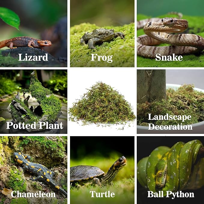 RAINFLOW Sphagnum Moss for Reptiles - 7 Oz Reptile Moss Peat Terrarium Moss Bedding Reptiles Lizard Substrate for Reptile Tank, Snake, Leopard Gecko, Ball Python, Crested Gecko, Turtle, Frog, Hamster