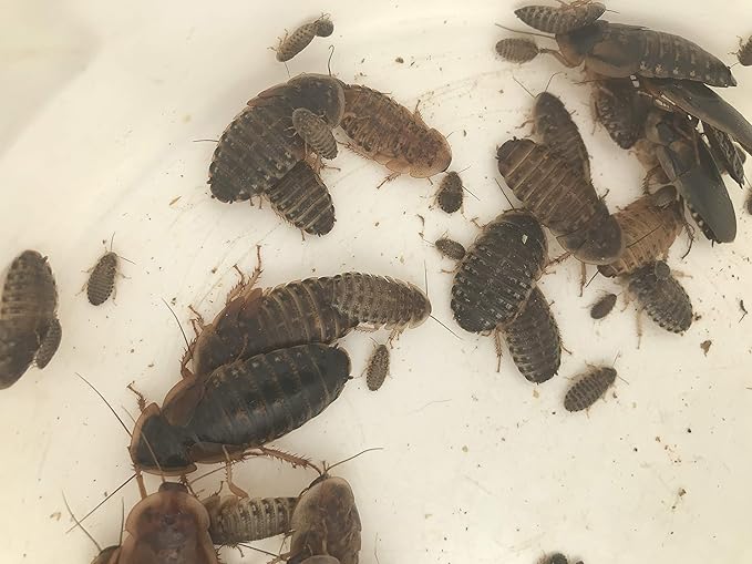 Mixed Sized Dubia Roaches 200 Ct | Sizes 1/4 inch, 1/2 inch, 1 inch |Reptile Food Live Arrival | Includes Insect Food