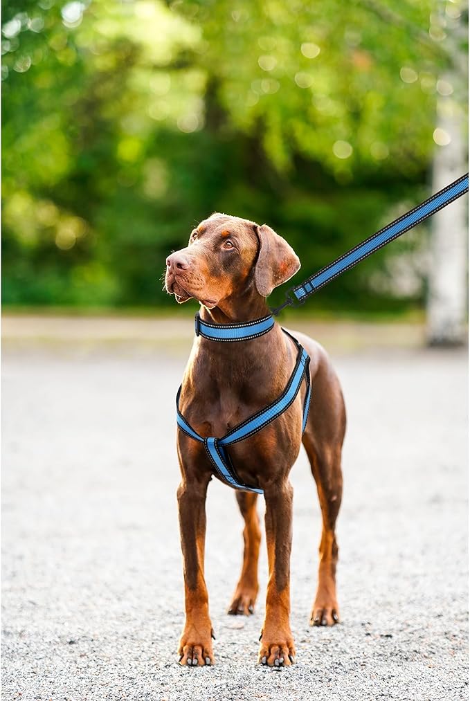 Mile High Life Night Reflective Double Adjustable Band Nylon Small Puppy Pet Dog Combo Collar Leash and Harness Set (Reflective Edge Blue, Mediun (Pack of 3))