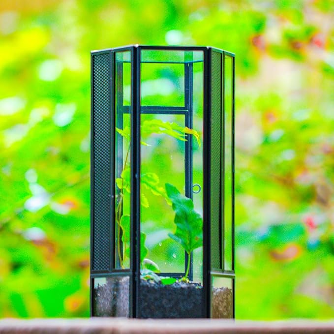 NCYP Glass Enclosure Terrarium with Mesh and Door for Small Spiders - Hexagon Shape, Small Mantis Vented Glass Terrarium 4.1'' x 3.6'' x 7.8'', Tabletop Decor, Black (Plants Not Include)