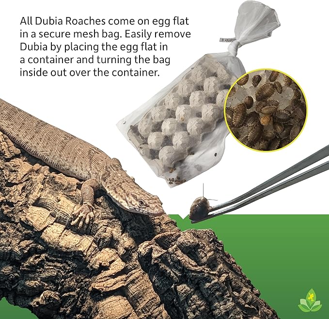 Josh's Frogs 1/4" - 3/8" Small Dubia Roaches (250 Count)