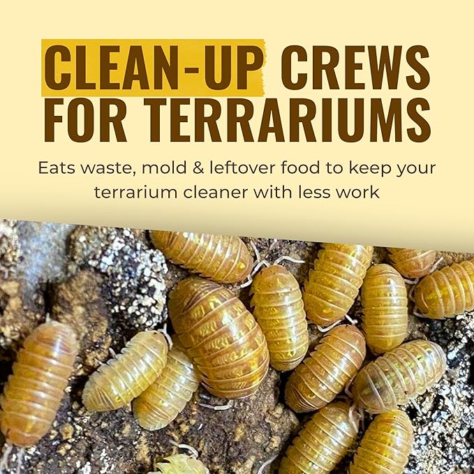 Creation Cultivated 12+ T+ Albino Armadillidium vulgare Isopods Live - Live Bugs for Bioactive Terrarium, Vivarium Clean-up Crews, and Reptile Food - Easy-Care Isopods for Terrarium
